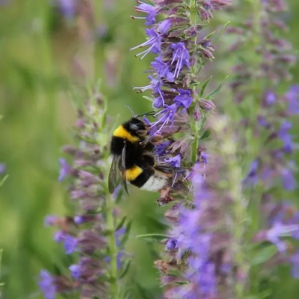 Abeille sur une fleur d'hysope