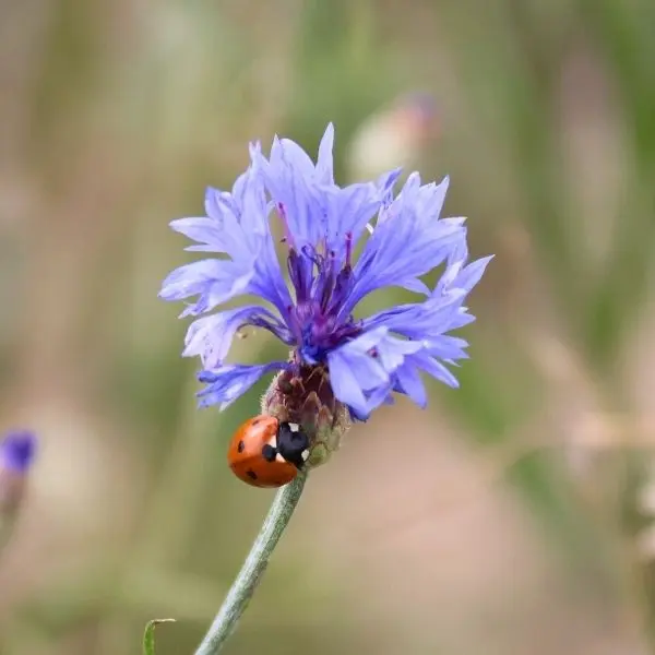 Coccinelle sur une fleur de bleuet