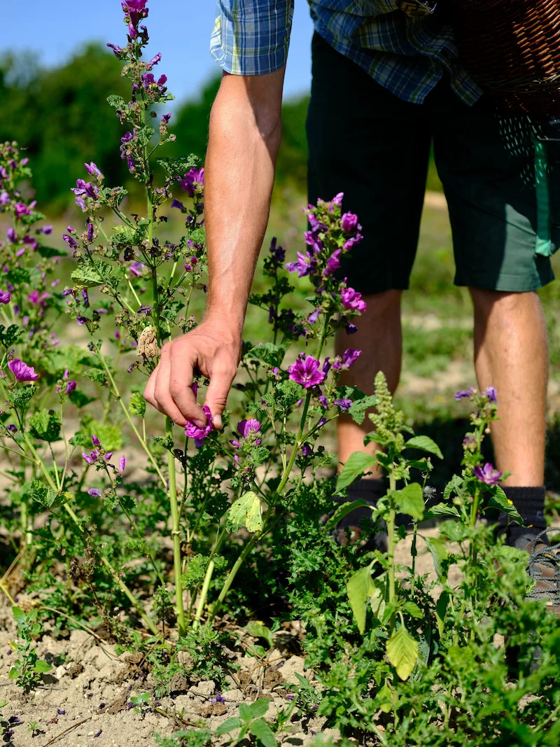 cueillette de mauve à l'herberie de la saulx