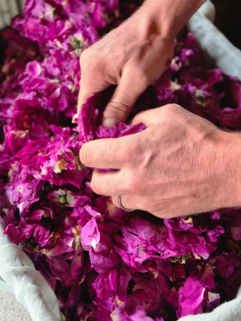 Nicolas prépare les roses pour la distillation de l'eau de rose